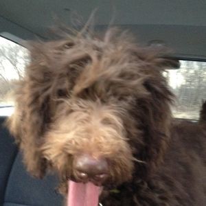 Meet your Posher, Dawn